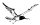 mouette.jpg