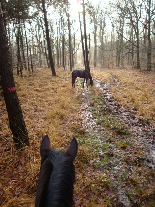 forêt.jpg