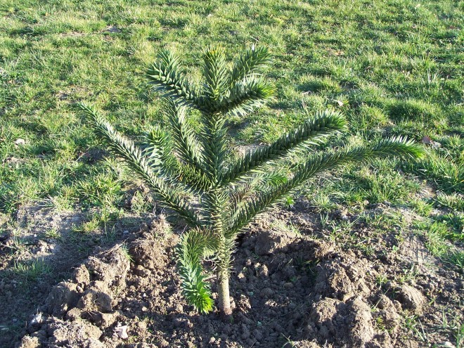 100_4806.JPG