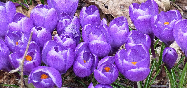 P1030079(1)(1).jpg