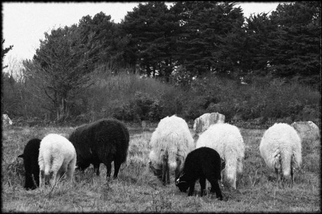 moutons2.jpg