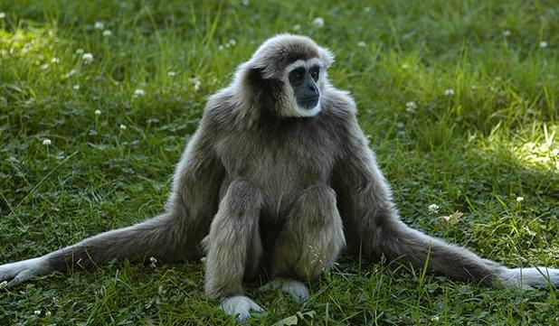 singe-bras.jpg