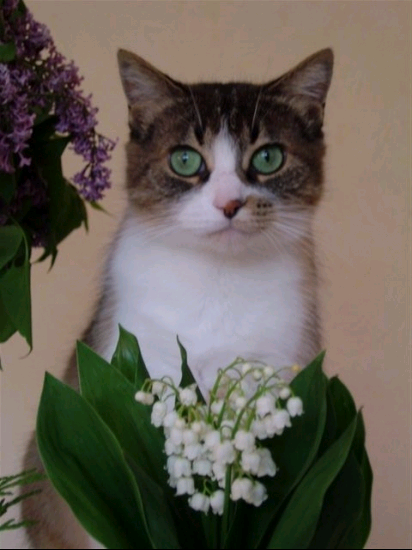 chat-muguet-1353578c83.png