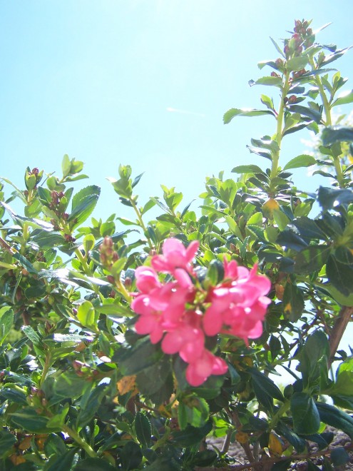 100_4853.JPG