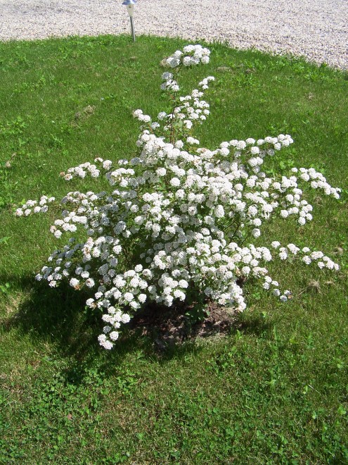 100_4855.JPG