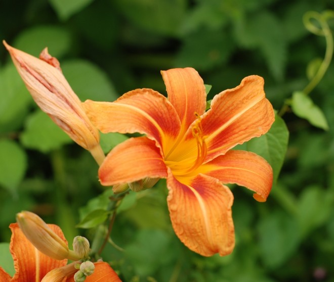 fleur.JPG