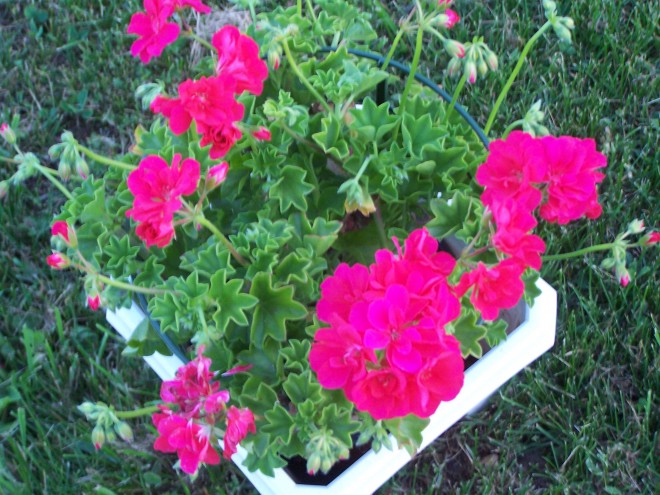 100_4883.JPG
