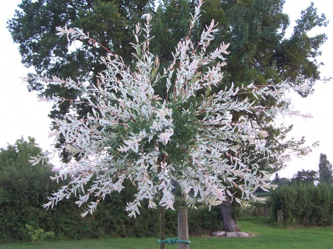 100_4885.JPG