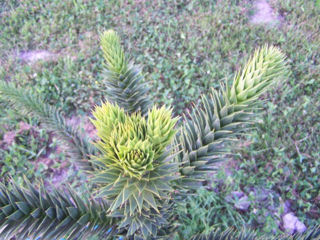 100_4886.JPG