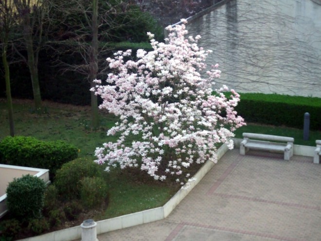 Magniolia 110324.JPG