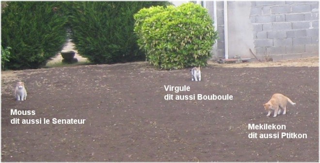 jardin 25 avril 2010 01 extrait.JPG