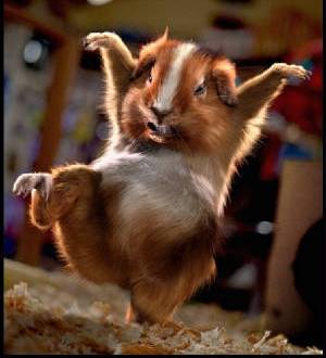 Hamster_Ninja_4.jpg