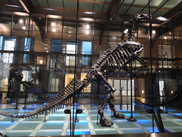 dino.jpg