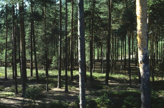 76-09-91226-gmünd - neu-nagelberg.jpg