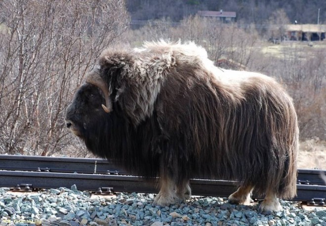 Musque&Rail.jpg