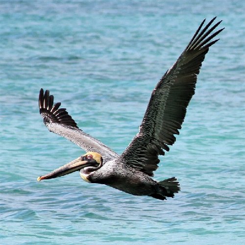 pelican1.jpg