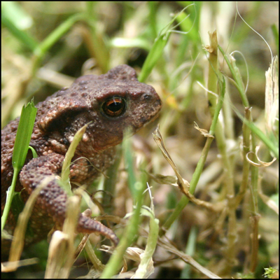 crapaud.jpg