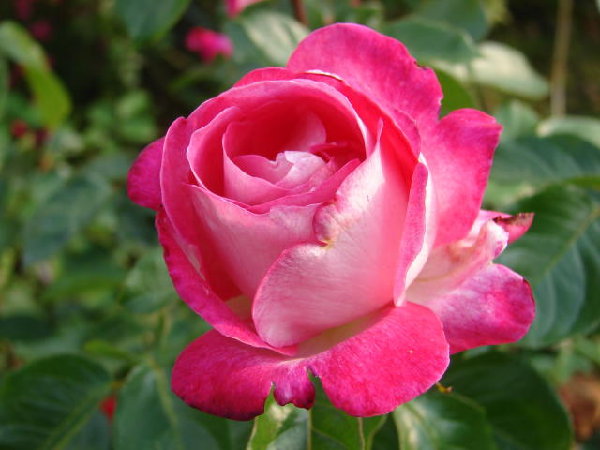 titefleur.jpg