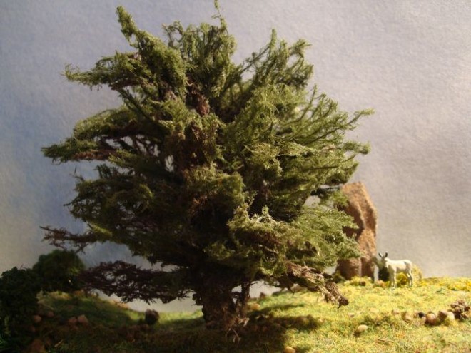 Cupressus.jpg