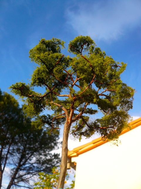 P1090661.jpg