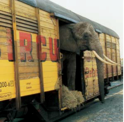 Un éléphant.png