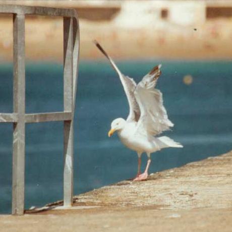 avatar_mouette_nanar_2.JPG