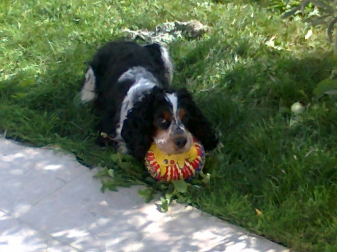 Chien Francis.jpg