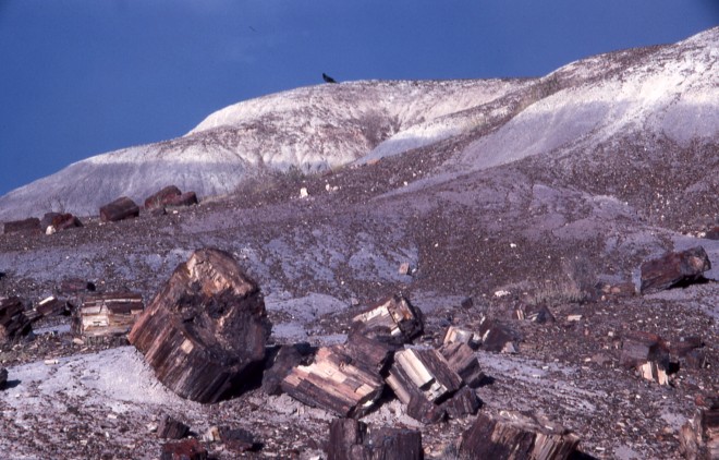 File0177.jpg