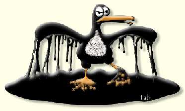 mouette.jpg