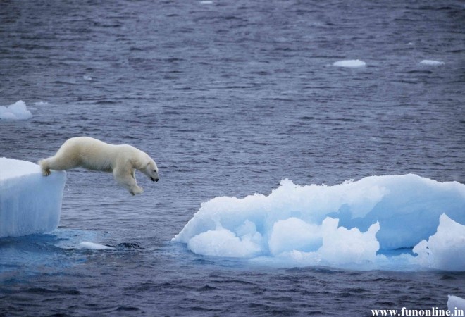 Polar-Bear-jumping-from-one-Iceberg-to-another.jpg