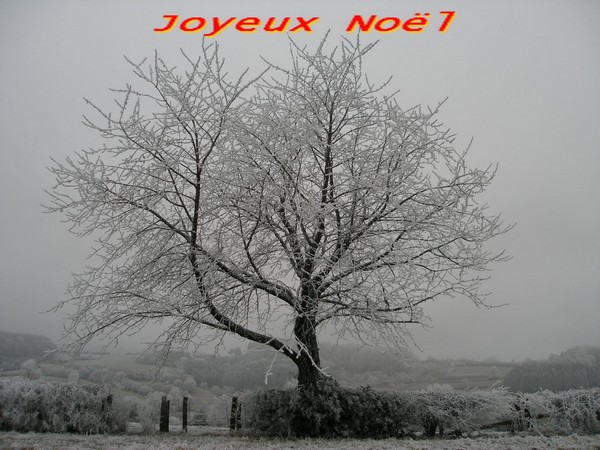Arbre.JPG