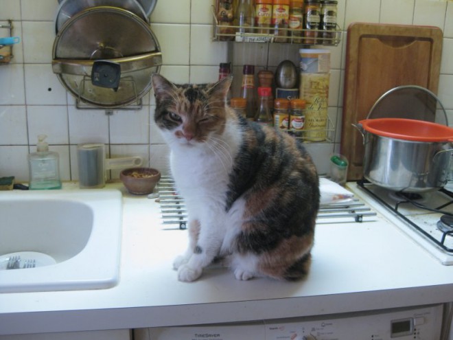 Virgule 07-02-2015 01 reduit.JPG
