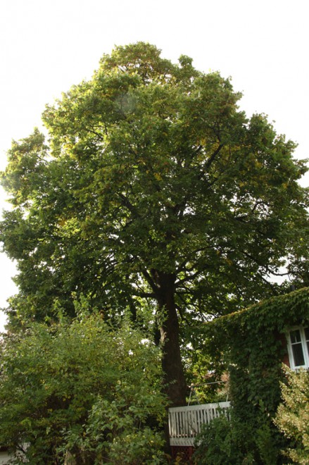 17-Tilleul-Larue.jpg