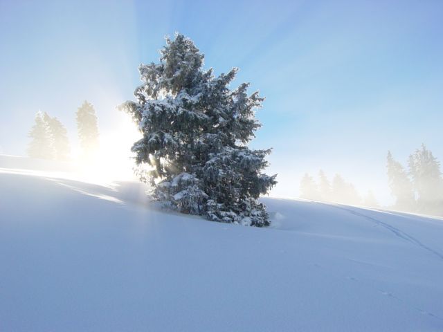 jura-sapin-solitaire.jpg