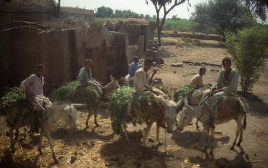 File0184-s.jpg