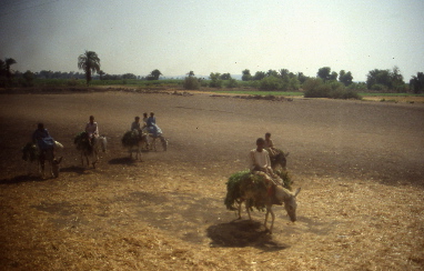 File0182-s.jpg