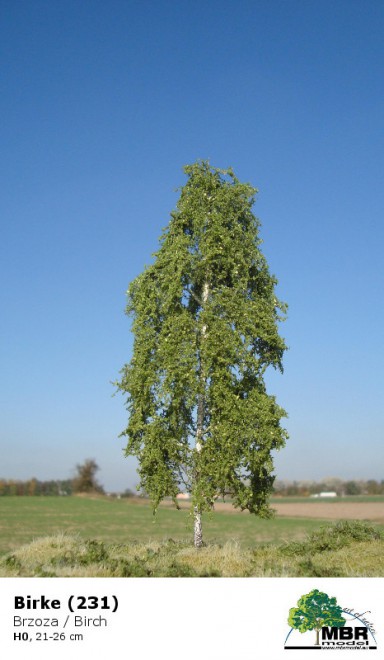 231.jpg