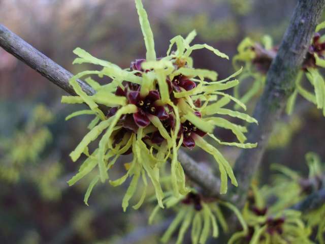 Hamamelis mollis 002_PhotoRedukto.jpg