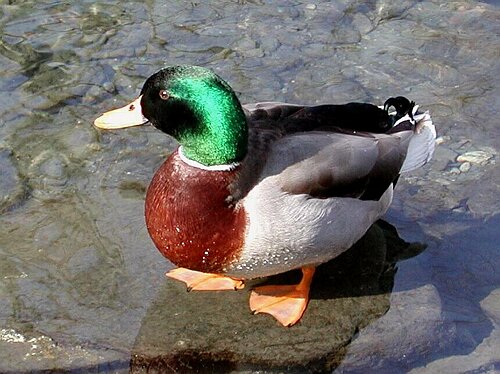 canard_colvert_04.jpg