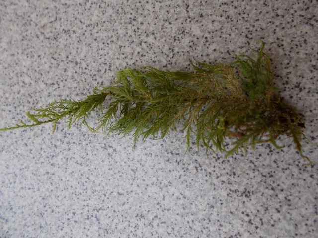 DSCN0534a.JPG